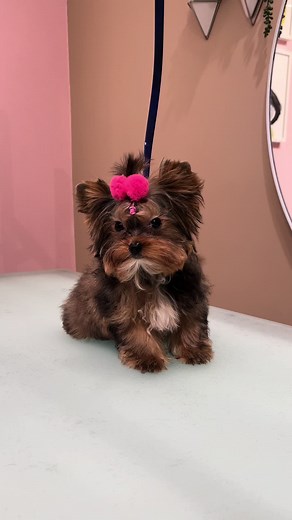 Expert Tips for Yorkshire Terrier Dog Grooming