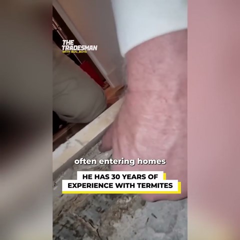 This is what termites can actually do