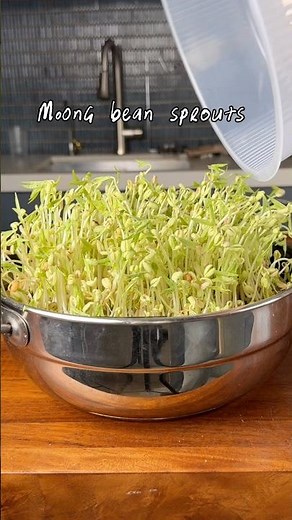 Long moong bean sprouts / homemade mung bean sprouts tutorial