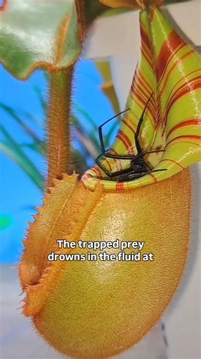 Nature’s Perfect Pitfall Explained