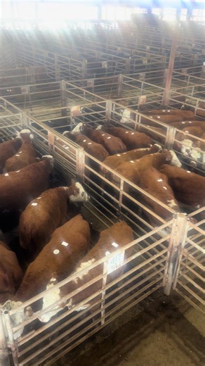 January Stock Cow Sale at DVAuction