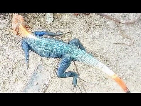 How to Get Rid of Lizard Pests (part 1) - Better Gardening