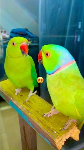 Parrot talking like baby Mummy🤣😍 # Talking parrot video #viralvideo #talkingparot #talkingparrot