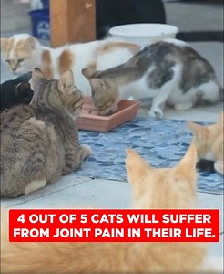 🐈 Is your cat hiding its joint pain? 🐾 Most cat owners know cats have evolved to hide their pain. Here are some signs to look for: 🐾 Stiffness in their movements 🐾 Hesitancy jumping 🐾 Avoiding play 🐾 Moving around the house less Fortunately Dr. Randy’s joint solution has transformative power–a tiny addition to their meals can make a world of difference in just a week! Discover the game-changer now! 👇 https://truthaboutcatjoints.com/researchNRF/?s2={ad.id}&utm_source=facebook&utm_medium=cp