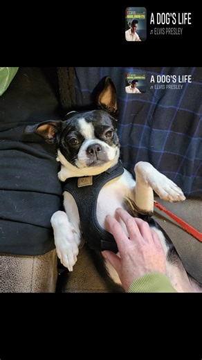 5K views · 74 reactions | Miss Molly the good shop doggo of Doulin's Garage. I love when I show up to a shop I need to work in and they have a shop dog, especially when it's as chill as Molly. Who's got a shop dog? Please share in the comments | HotRod Jen's art page | Facebook