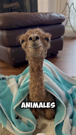 ¿Cómo se ve un pingüino bebé? #viralvideo