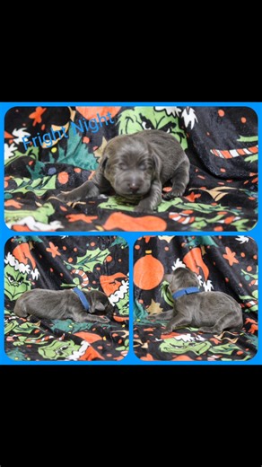 Christmas AKC Labrador Retriever pups 🐶 | Circle B Ranch AKC Labrador Retrievers