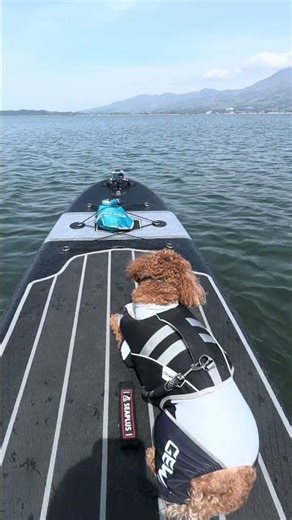 猪苗代湖で磐梯山を眺めながらDOGSUP🎶ジェームスまったり #トイプードル #わんこ連れキャンプ #dogsup #dogvideos #猪苗代湖SUP #天神浜オートキャンプ場 #癒し