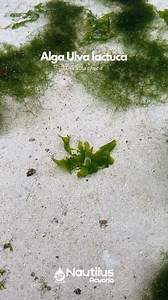 🌿 El alga Ulva lactuca, también conocida como "lechuga de mar," es parte de nuestro litoral peruano, extendida hasta Chile. 🚨 Actualmente, se encuentra en camino a la extinción probablemente debido a los derrames de petroleo, además de la invación de otras algas. En Nautilus contamos con programas de conservación y reproducción de esta alga. ¿Qué te parece esta labor ? 😃 Coméntanos para que otros se sumen a este esfuerzo 💪🏼. ¿Quieres aprender más sobre su importancia para el medio ambiente?
