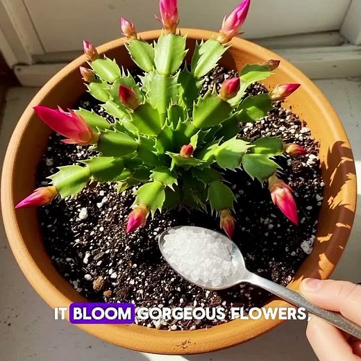 How to Revive Your Christmas Cactus and Make It Bloom Gorgeous Flowers, Even When It Seems Weak