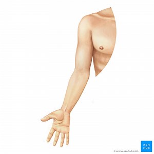 Extremidad superior (anatomía)