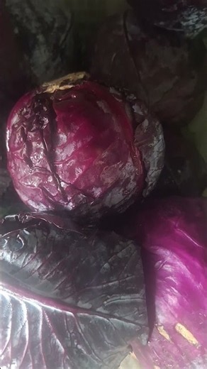 Red Cabbage