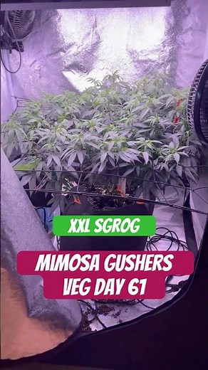 Mimosa Gushers Strain VEG Day 61 XXL LST Scrog #420 #seedtoharvest #crazybud