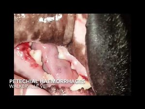 Dog With Bleeding Gums From Thrombocytopenia