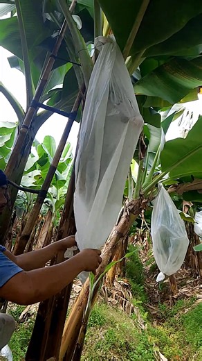 Bagging technique to prevent insect #tips #banana #fblifestyle #tutorial | Zacjian Vlog