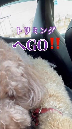 【トイプードル】キキララの多忙な一日！トリミングと病院♪