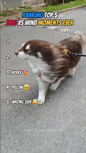 Ranking Top 5 Funny Dog VS Heavy Wind moments 🤣💔 #shorts
