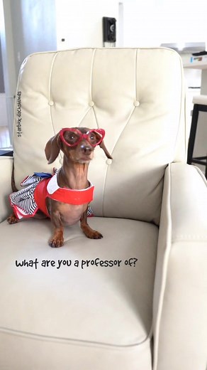 Meet Professors Moonpie & Buttercup: Your Guide to Higher Learning