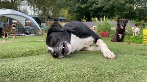 A vocal Solly having a wriggle on the top of the hill. It’s so lovely to see him this relaxed and happy. He’s a funny boy - so desperate to be close to you, so terrified of being touched. Some dogs will never get past their traumas with the catch pole but we can keep him safe and happy with his friends for the rest of his days. And to Solly that is his perfect world 💜 | Dogs 4 Rescue