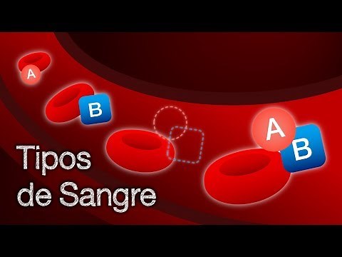 Tipos de Sangre | ¿Qué son y cómo funcionan?