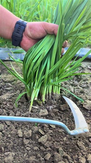 The Vegetable That Keeps Growing After Every Harvest! 🌱