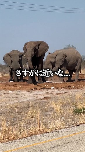 アフリカ縦断: ボツワナのゾウ🐘キューティー鈴木とすいとるゾウ天狗の旅