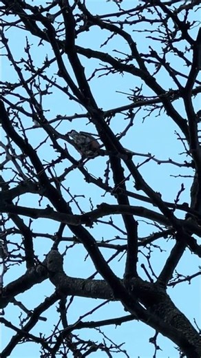 Qué crees el sonido la vibración el observador en la matriz 🤫