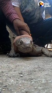 Chubby 4-foot monitor lizard gets stuck — watch these people help him get home 💛 | The Dodo