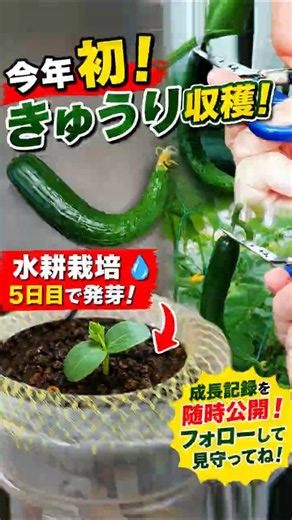 [First Harvest of the Year] Picking Cucumbers Early! Here’s Why. Hydroponic Seeds Sprouted in 5 D...