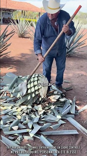 👀 Harvesting the agave…