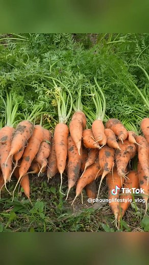 Harvesting Carrots and Transporting Cabbage to Market