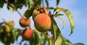 Millions of peaches! The history of Colorado’s famous harvest