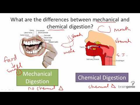 8.5.3 Mechanical v Chemical Digestion