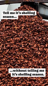 Shelling season is in full swing here at Priester’s Pecans. Next step? Using these premium pecans to make gourmet goodies for you, your family and your friends! Order today at Priesters.com. | Priester's Pecans
