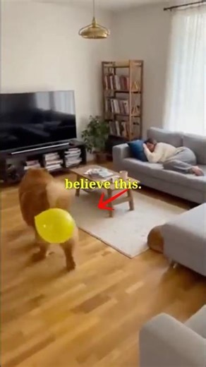 This Is Why Pets Are Never “Calm” 💥🐶🐱