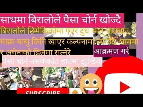 how to money counting/money management in daily life/cat videos funny