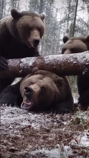 What Are These Two Bears Doing?! #short #viral #youtubeshorts #ytshorts #trending #viralshorts #save