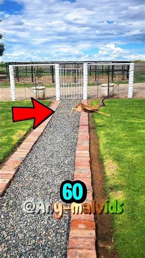 Top 3 Animals With The Fastest Land Speed