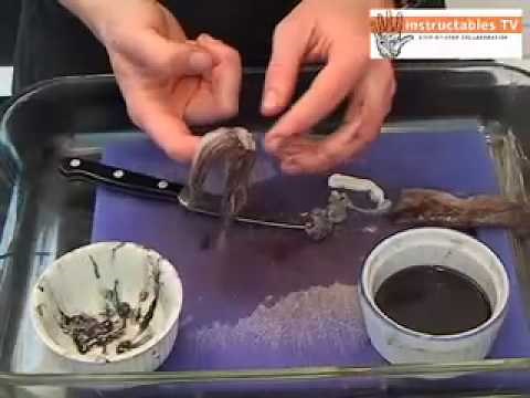 How to Harvest Squid Ink