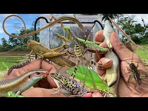 What insects do farmers catch‼️catch lizard, grasshopper, katydid, mantis, cricket, grass lizard