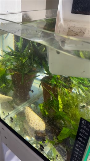 1.9K views | Releasing the next batch of angelfish fry into the next grow out tank. There is going to be plenty ready in time for Xmas with another batch already in grow out. #fishbreeder #darwin #northernterritory #aquariumfish #fishtank #fishkeeper #angelfish #fish #babies #release | Top end fish | Facebook