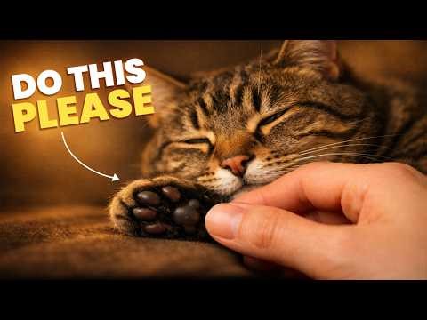 8 Things That Enchant Cats (INCREABLE: But Only 5% Owners Know This!)