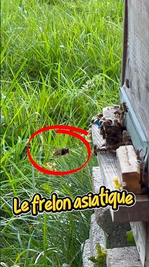 Pourquoi le frelon asiatique n’arrive pas à attaquer cette ruche ? #frelons