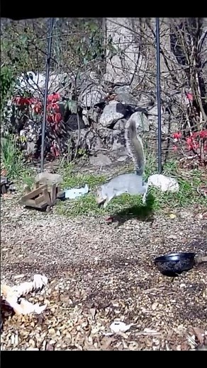 Squirrel vs. Picnic Bench 11.14.25