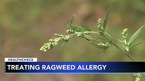 Tips to help alleviate ragweed allergies
