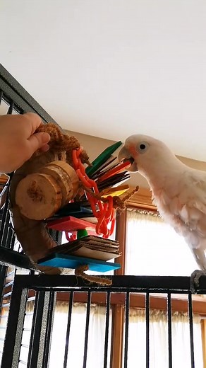 DIY Toy Making for Chickens and Parrots