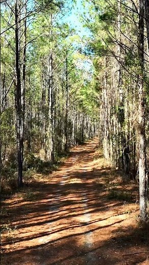 200 Acres of Timberland For Sale in North Florida #realestate #land