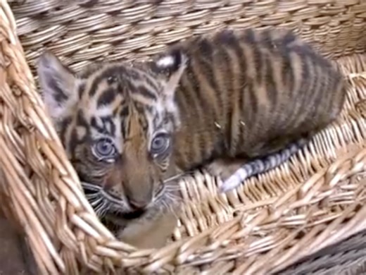 Adorable new Sumatran tiger cub passed her first big health check: Watch the video