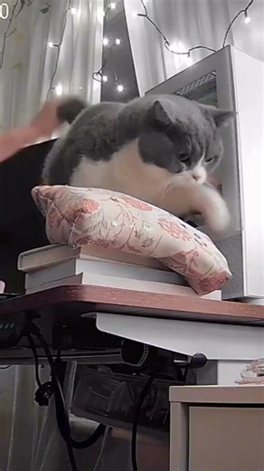 Chunky Cat Forgets How to Jump and Fails Hilariously! #catshorts #catvideos #cat