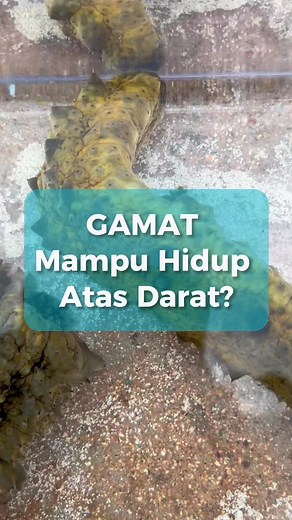 Fakta Menarik Tentang Gamat Laut